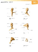 Sobotta Atlas of Human Anatomy  Head,Neck,Upper Limb Volume1 2006, page 390